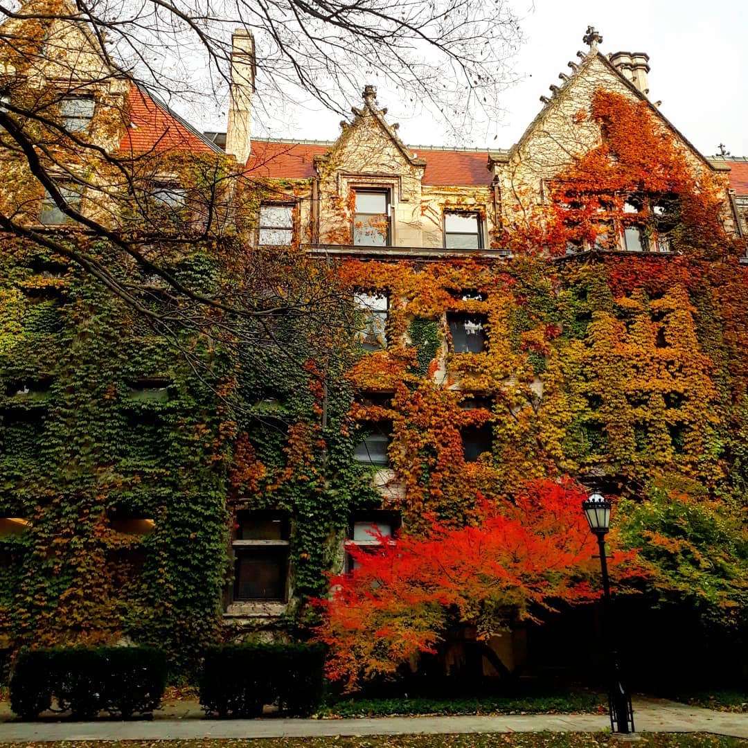 A University of Chicago building is featured, covered in ivy during the fall.
